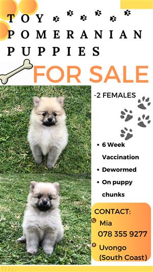 TOY POMERANIAN PUPPIES FOR SALE