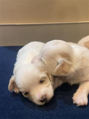 Maltese Purebred Puppies