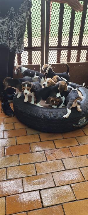 Adorable Beagle puppies