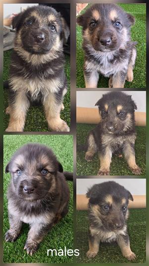 German shepherd puppies