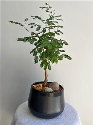 Thorn Tree in a beautiful pot