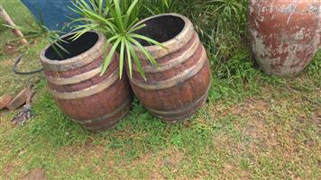 Andeniums (Impala lilies) with pots