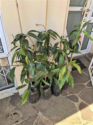Fruit-bearing Tommy Atkins Mango Trees  (4 available)