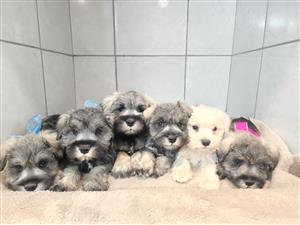 Beautiful Schnauzer puppies for sale