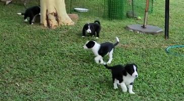 6 Weeks old Border Collie puppies for sale