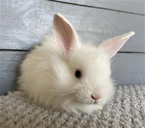 jersey wooly rabbits for sale near me