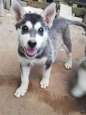 swiss shepherd cross husky