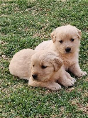 Beautiful Golden Retriever puppies available
