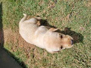 Beautiful Purebred Labrador Puppies Available