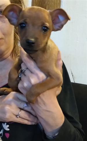Purebred Miniature Pinscher (Bokkie hondjies) puppies ...