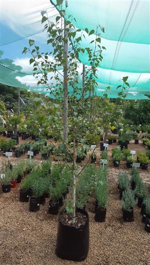 Trees (Exotic and Indigenous )