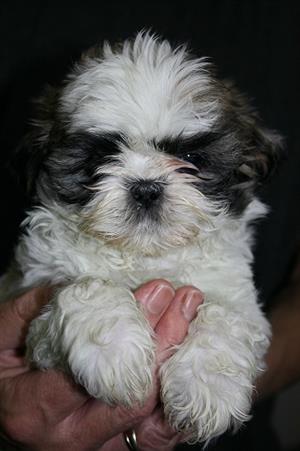 Shih Tzu puppies Available