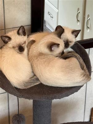 Siamese/ragdol kittens
