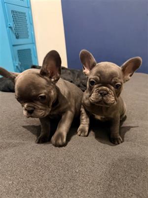 Gorgeous Exotic French bulldog puppies available