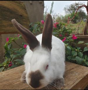Californian rabbits