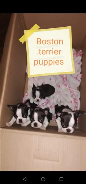Boksburg terrier puppies 8 weeks old vacation and deworming done
