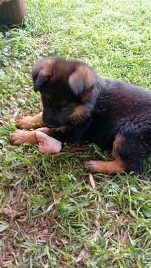 German shepherd puppy 