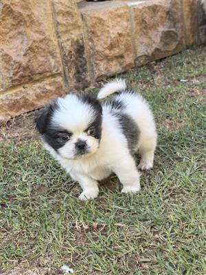 Pekingese puppies 