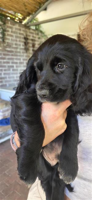 Sprocker Spaniels Puppies