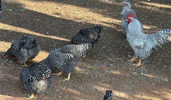 Potch koekoek hens and roosters for sale