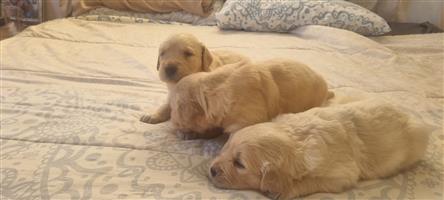 Gorgeous Golden Retriever puppies available