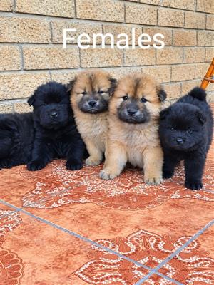 Chinese chow chow pups