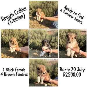 Rough Collie Puppies 