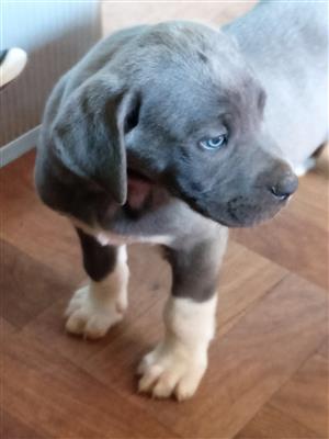 Gorgeous Giant Breed Great Dane puppies available