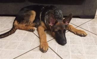 Germanshepherd puppies available 