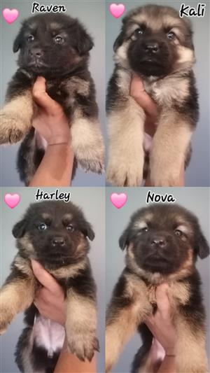 Long Coat and short coat puppy