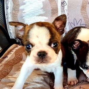 French Bulldog In Pets In South Africa Junk Mail