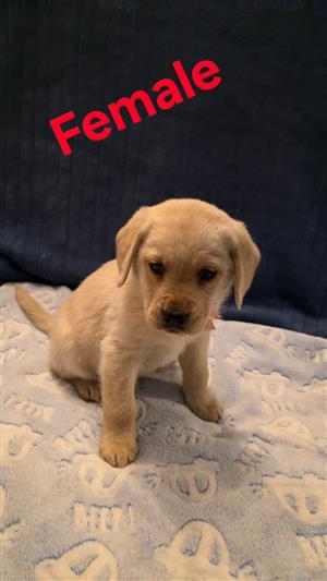 Labrador puppies 