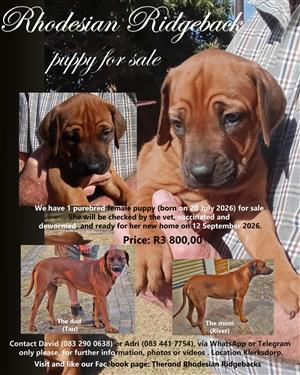 Rhodesian Ridgeback puppy for sale