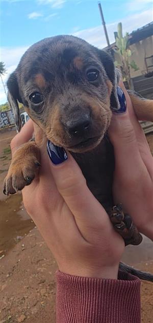 Worsies / Dachshunds puppies  3 weeks old now 
