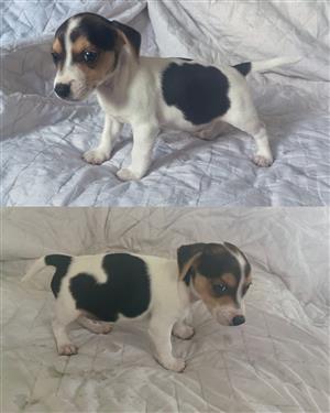 Jack Russel pups