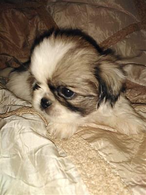 are pekingese hypoallergenic