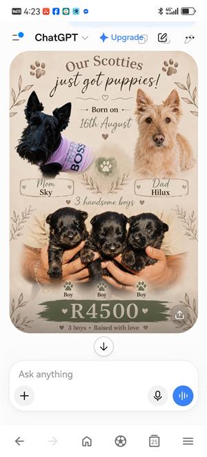 Scottish Terrier Puppies 