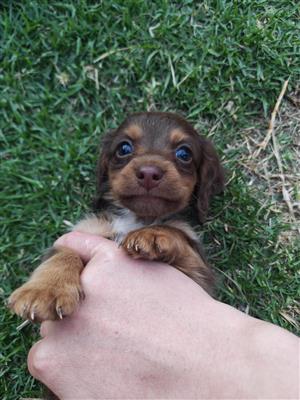 Longhair Male Dachshund puppy 