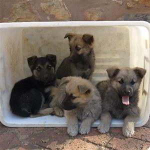 Sable Shepherd puppies