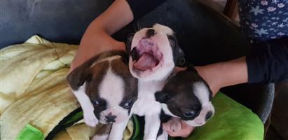 Bosten pups for sale, 2 F and 1 Male. 