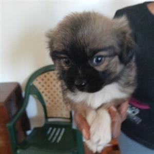 Miniature Maltese X shihtzu 