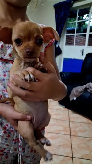 Beautiful female Chihuahua puppy for sale