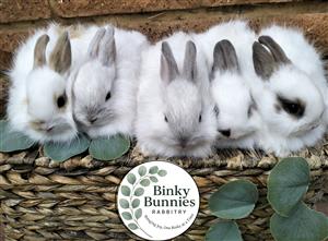 Purebred Jersey Wooly Bunnies for Sale