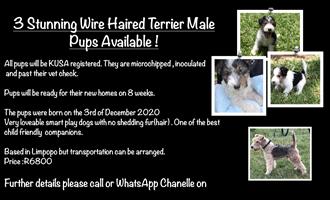Wired Haired Terriers for sale