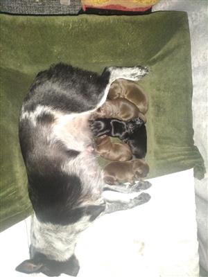 Australian blue healer cattle dog X short legged chocolate Labrador 