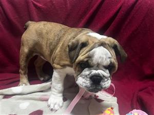 Beautiful English bulldog puppies available