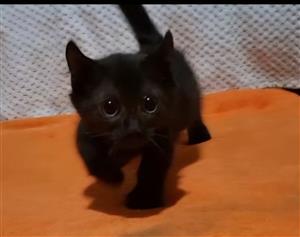 Munchkin Kittens