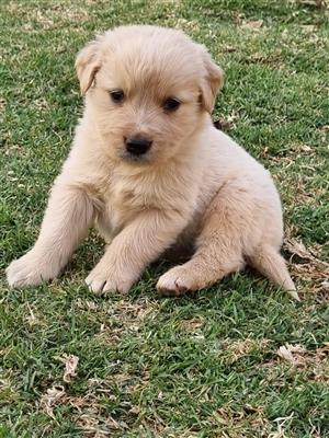 Beautiful Golden Retriever puppies available