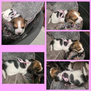 Purebred Beagle Puppies