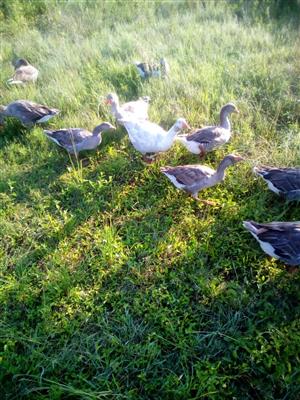 Geese/Ganse for sale